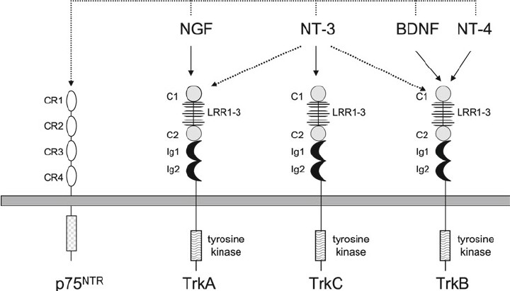 Neurotrophins and their receptors.