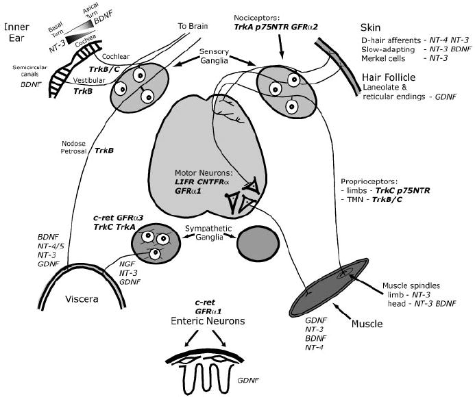 Summary of survival functions of neurotrophins in the peripheral nervous system.