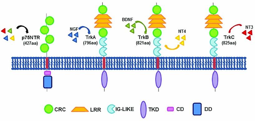 Neurotrophin receptors and their structure.