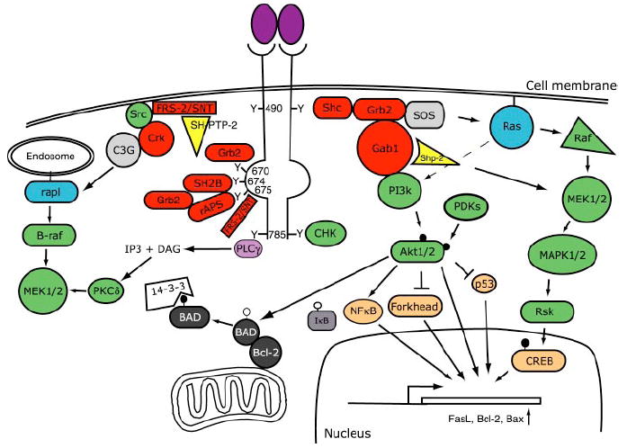 Schematic diagram of Trk receptor-mediated signal transduction pathways.