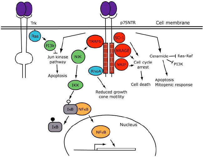 Schematic diagram of p75NTR-mediated signal transduction pathways.