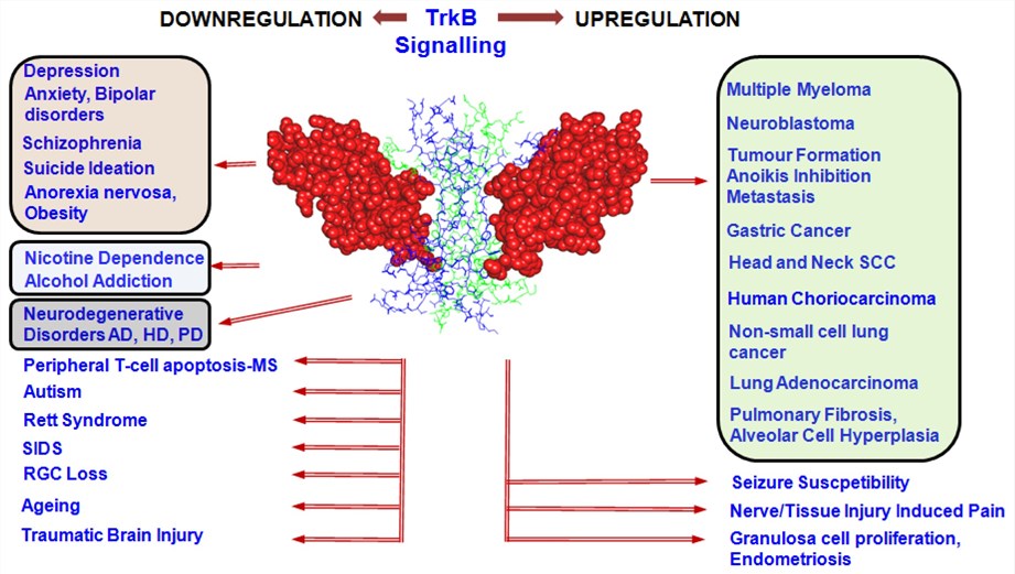 TrkB signalling alterations in various disease conditions.