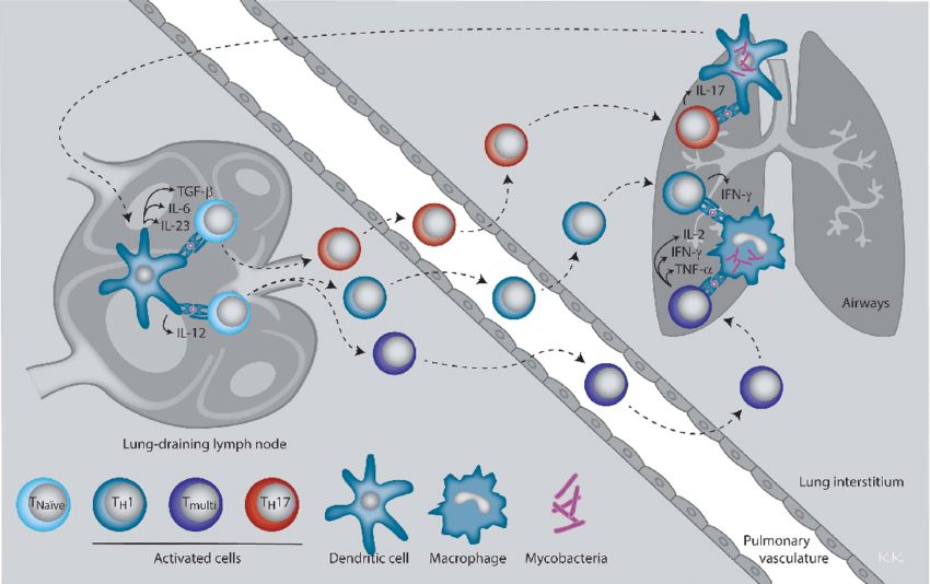 CD4 T helper subsets and their effector cytokines involved in immune protection against M. tuberculosis.