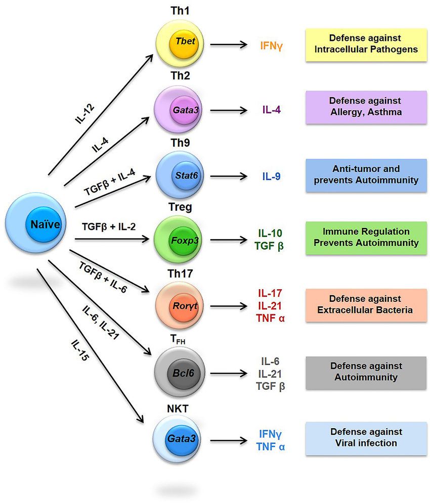 Diversity of T helper (Th) cells.
