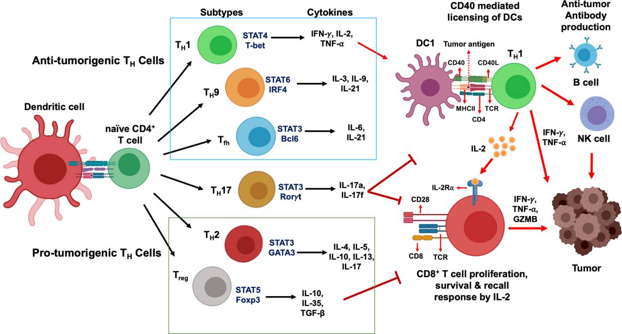 CD4+ T cells development and their functional subsets in immunity.
