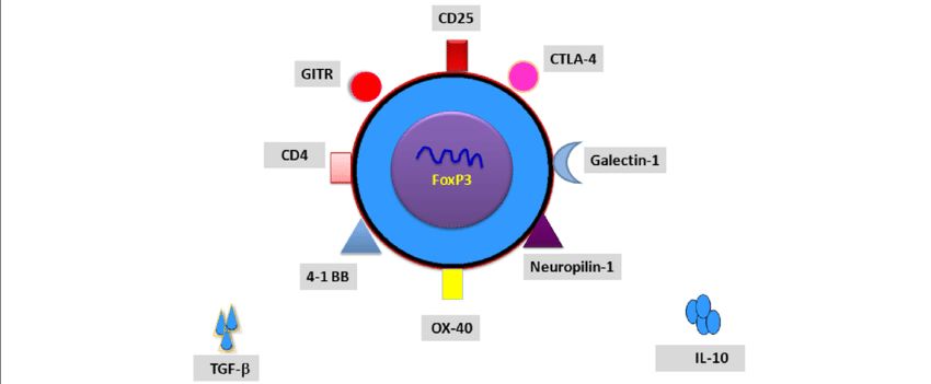 Schematic representation of Treg cell structure.