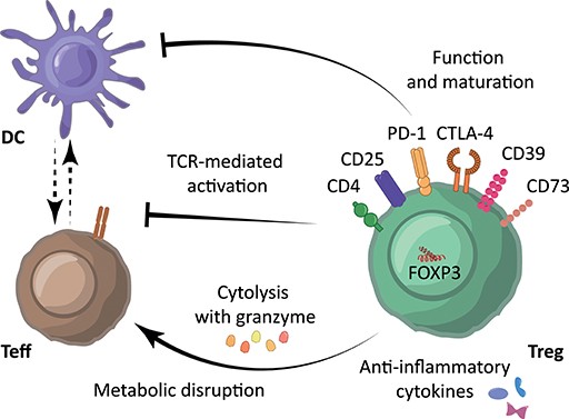 Immunosuppressive mechanisms underlying Treg-mediated immune suppression.
