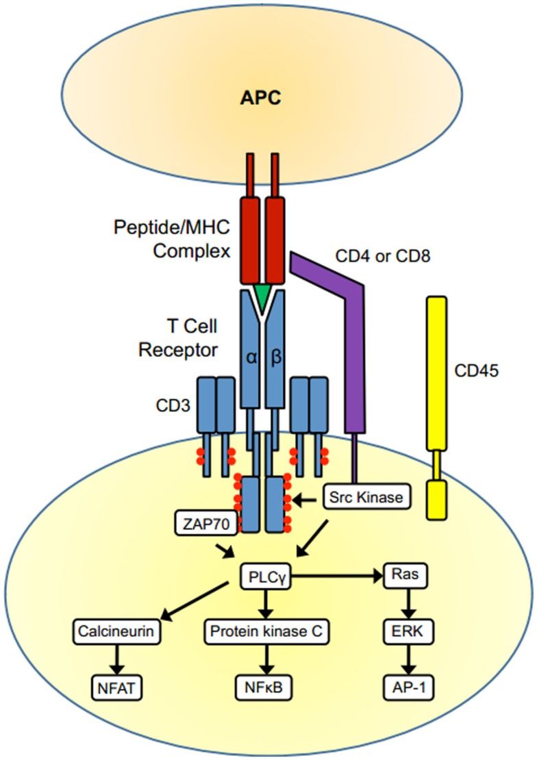 T cell activation.