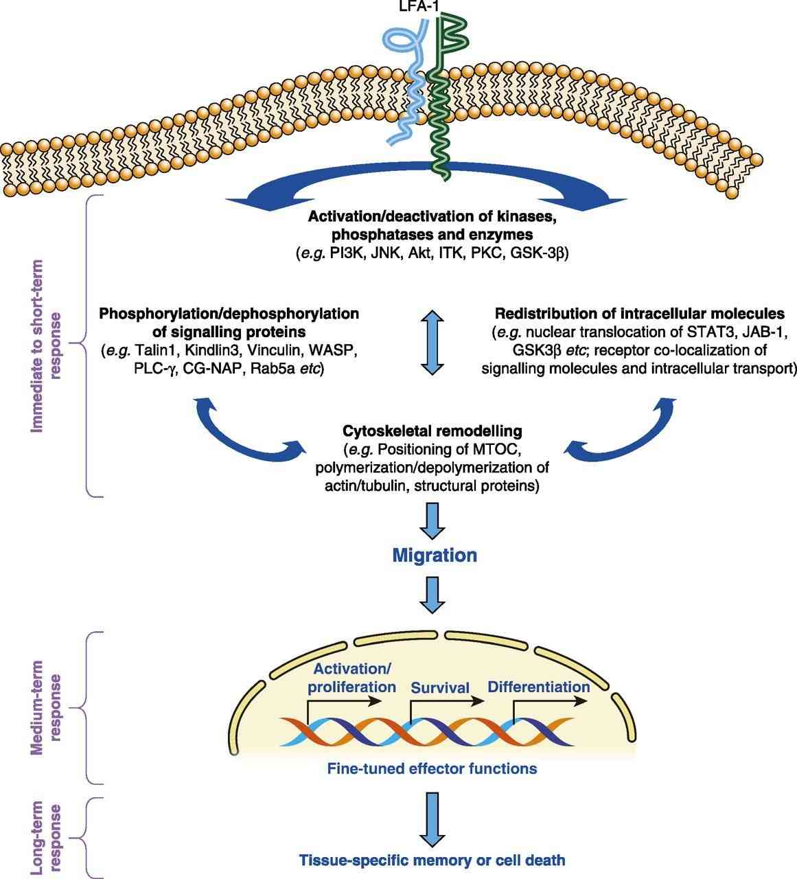 Divergent roles for LFA-1 contact in the regulation of T cell functioning.