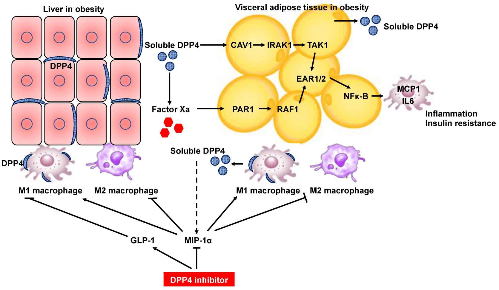 Schematic diagram depicting DPP4 inhibitor-mediated inhibition of inflammation in the liver and adipose tissues through amelioration of dysregulated M1/M2 polarization of macrophages.
