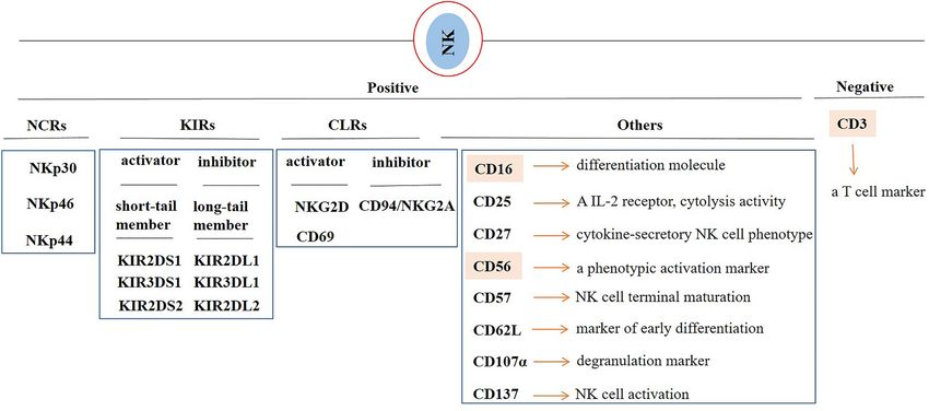 Natural killer (NK) cell markers.
