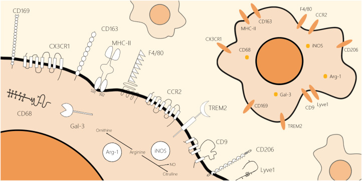 Schematic molecular structure and location of classical and novel markers of the macrophages.