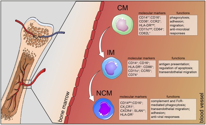 Classical monocytes in humans can be distinguished from the other two subsets by additional markers.
