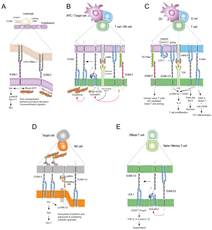 ICAMs-mediated cell-cell interactions in immunity.