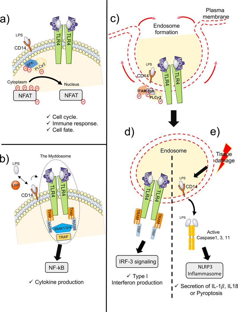 CD14 binds to Toll-like receptors (TLRs) and activates multiple signaling pathways.