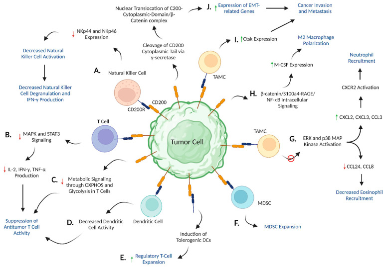CD200/CD200R signaling promotes an immunosuppressive TME.