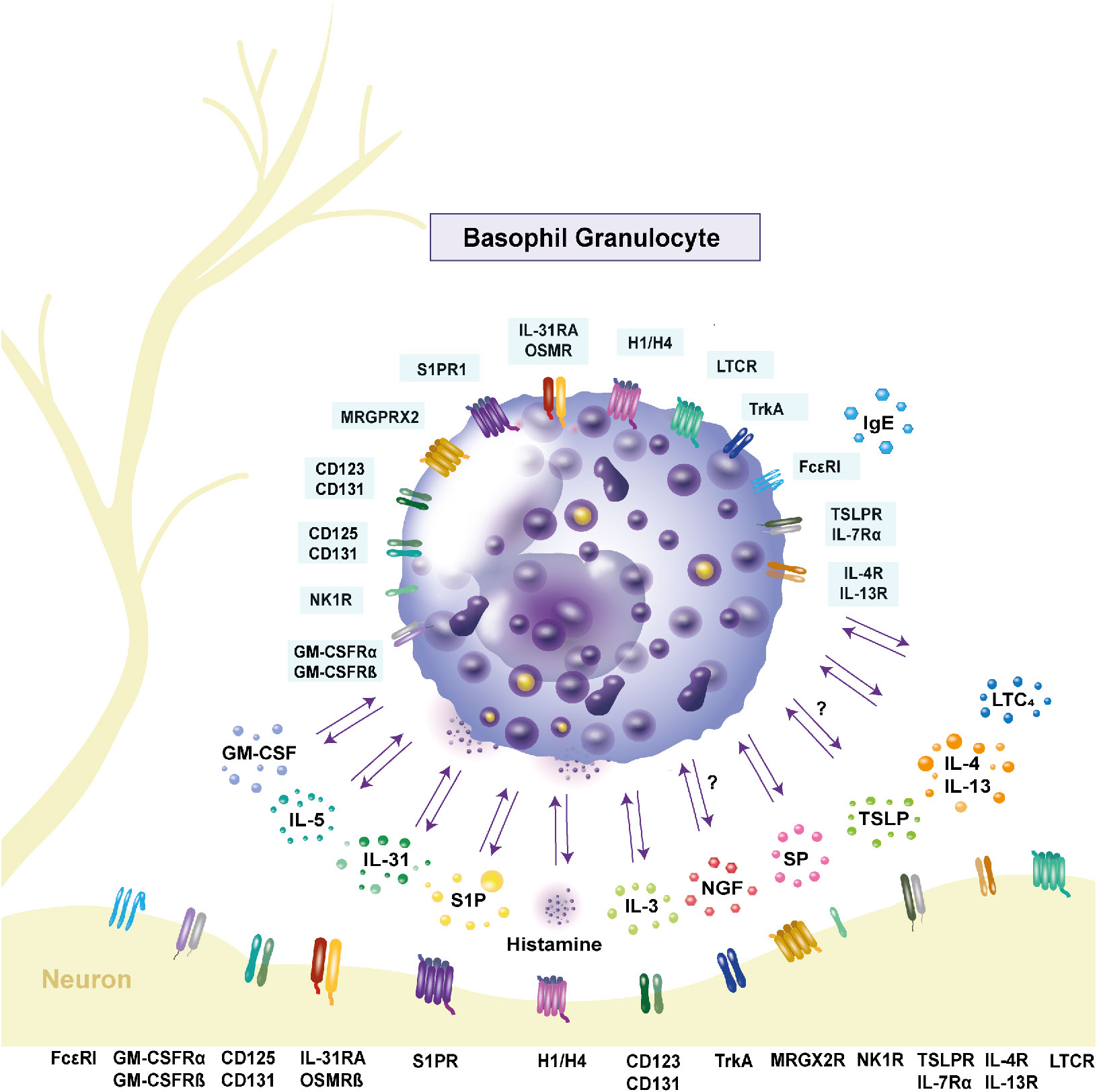 Expression of receptors and release of cytokines in human basophils.