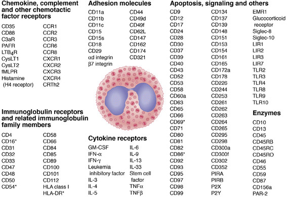 Surface molecules expressed by human eosinophils.