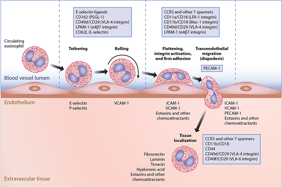 CD antigen is involved in eosinophil extravasation during inflammation.