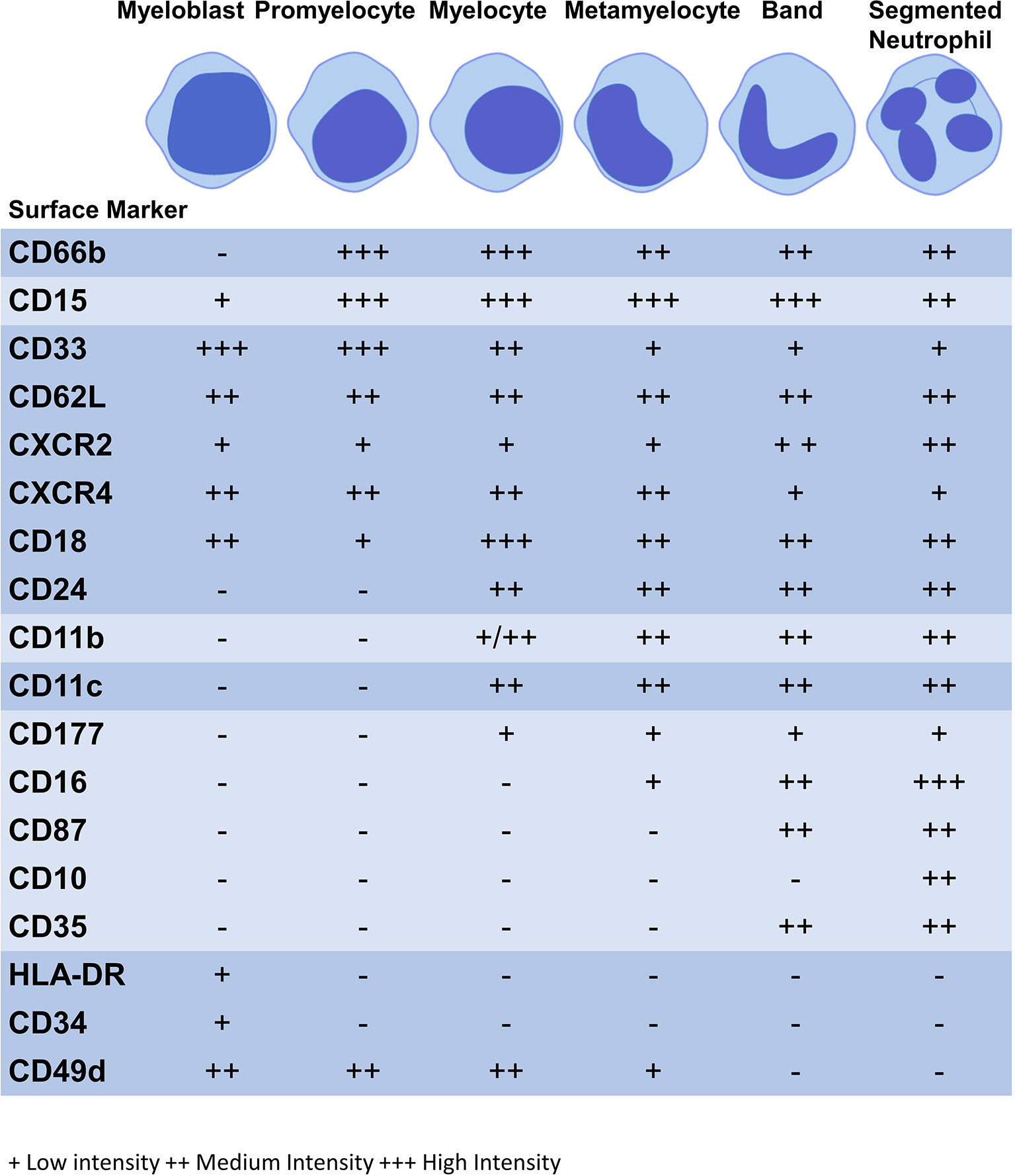 Expression of surface markers during granulopoiesis.
