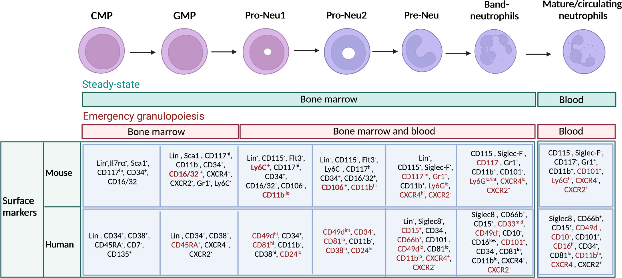 Maturation stages of neutrophils and immunophenotype in mouse and human.