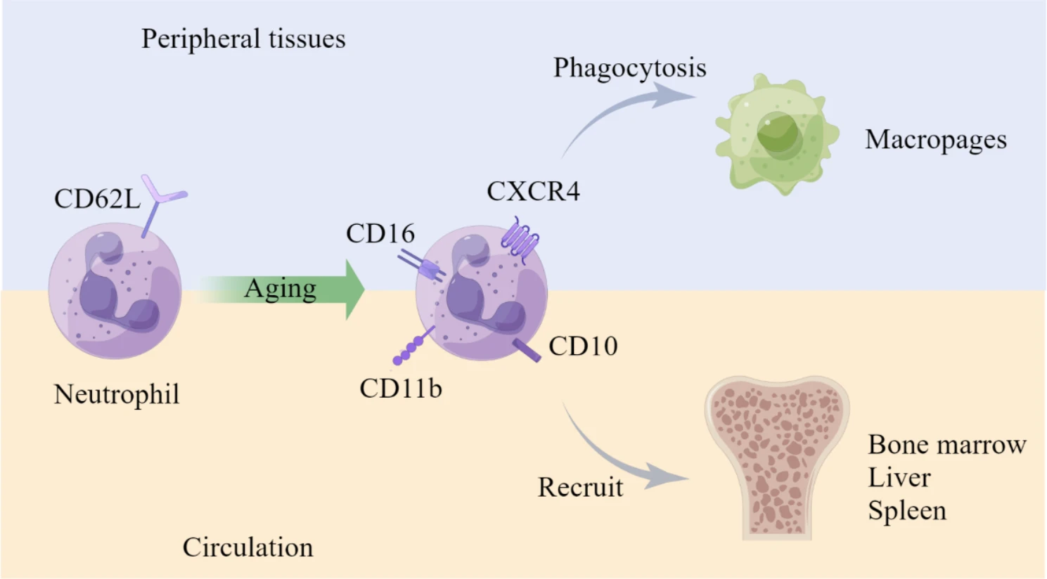 CD antigens in neutrophil clearance.