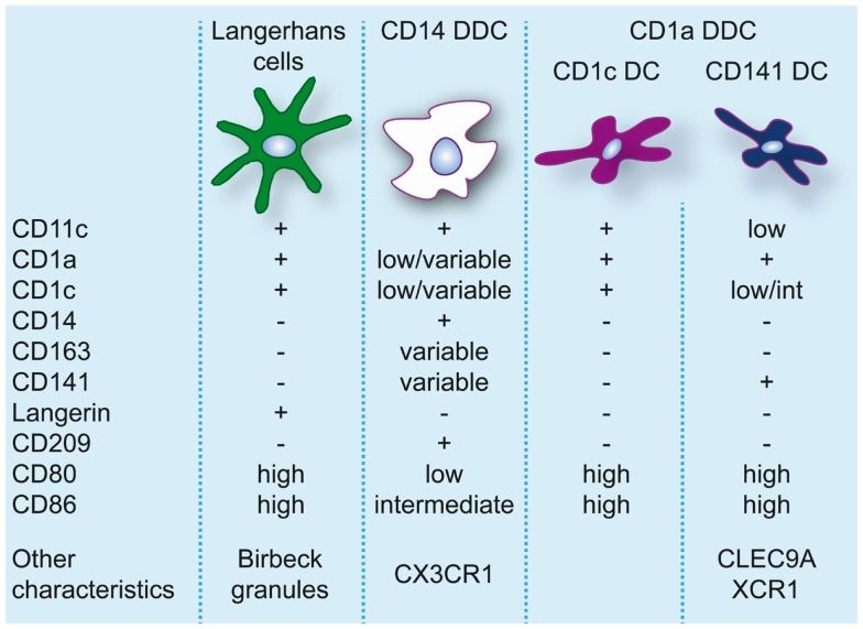 Markers to identify and characterize dendritic cell populations in human skin.
