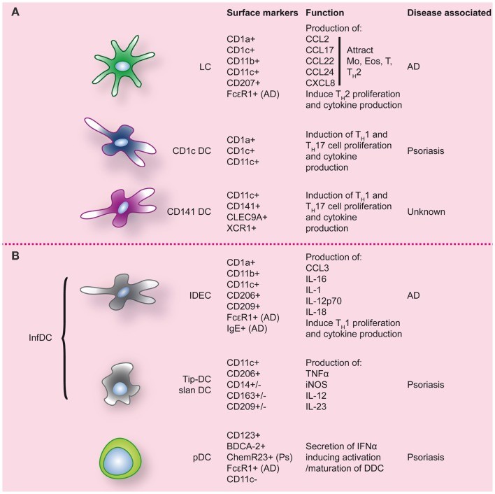 Dendritic cell populations in human skin during inflammatory conditions.