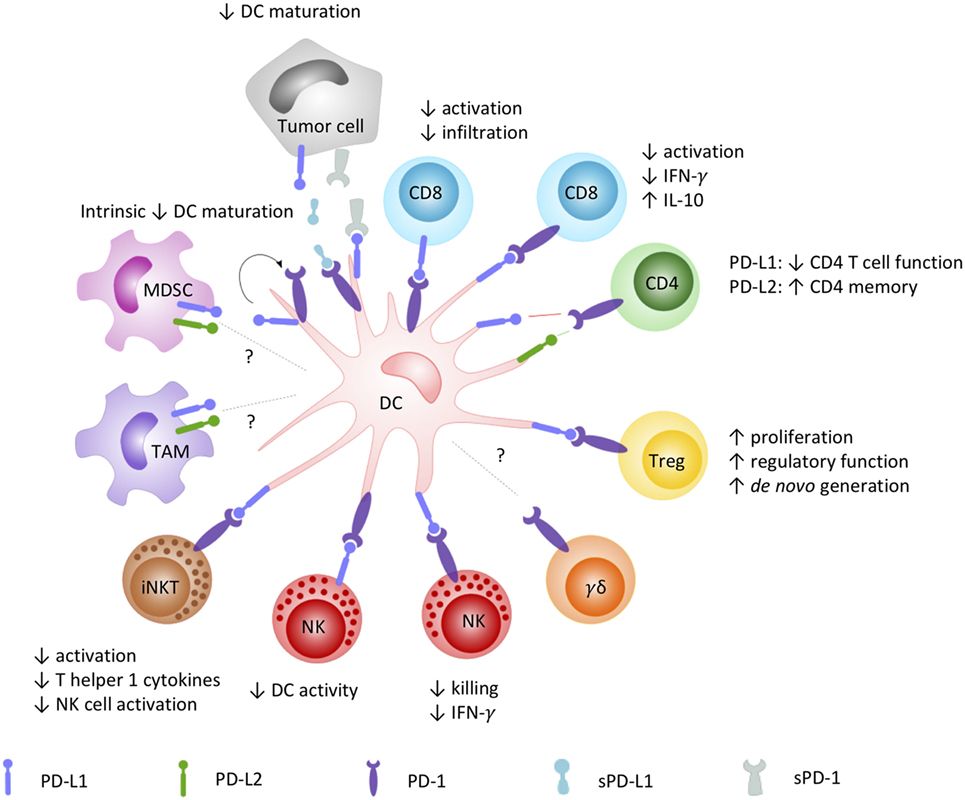 How the PD-1/PD-L signaling axis plays a role in DC-mediated orchestration of innate and adaptive immunity.