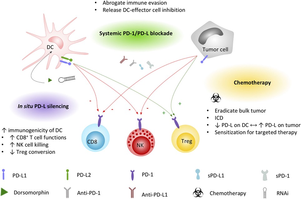 Applied strategies to leverage DC immunopotency by interfering PD-1/PD-L signaling.