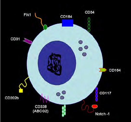 HSCs main surface markers.