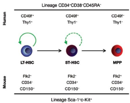 Cell surface markers used for segregation of human and mouse LT-HSCs from ST-HSCs and multipotent progenitors.