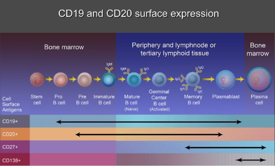 B cell CD markers.