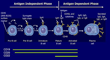 Targeting B Cell by CD surface marker in SLE.