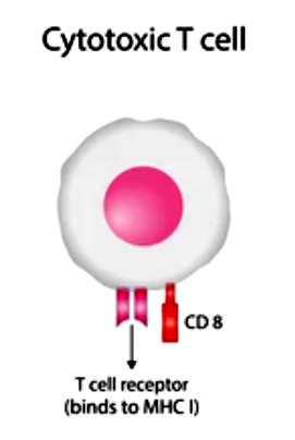 Cytotoxic T Cells (CTLs) - Creative BioMart