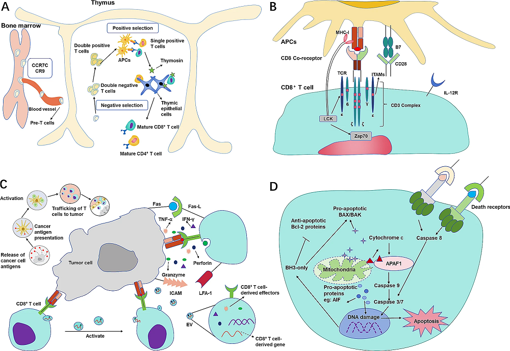 The life cycle of CD8+ T cells.