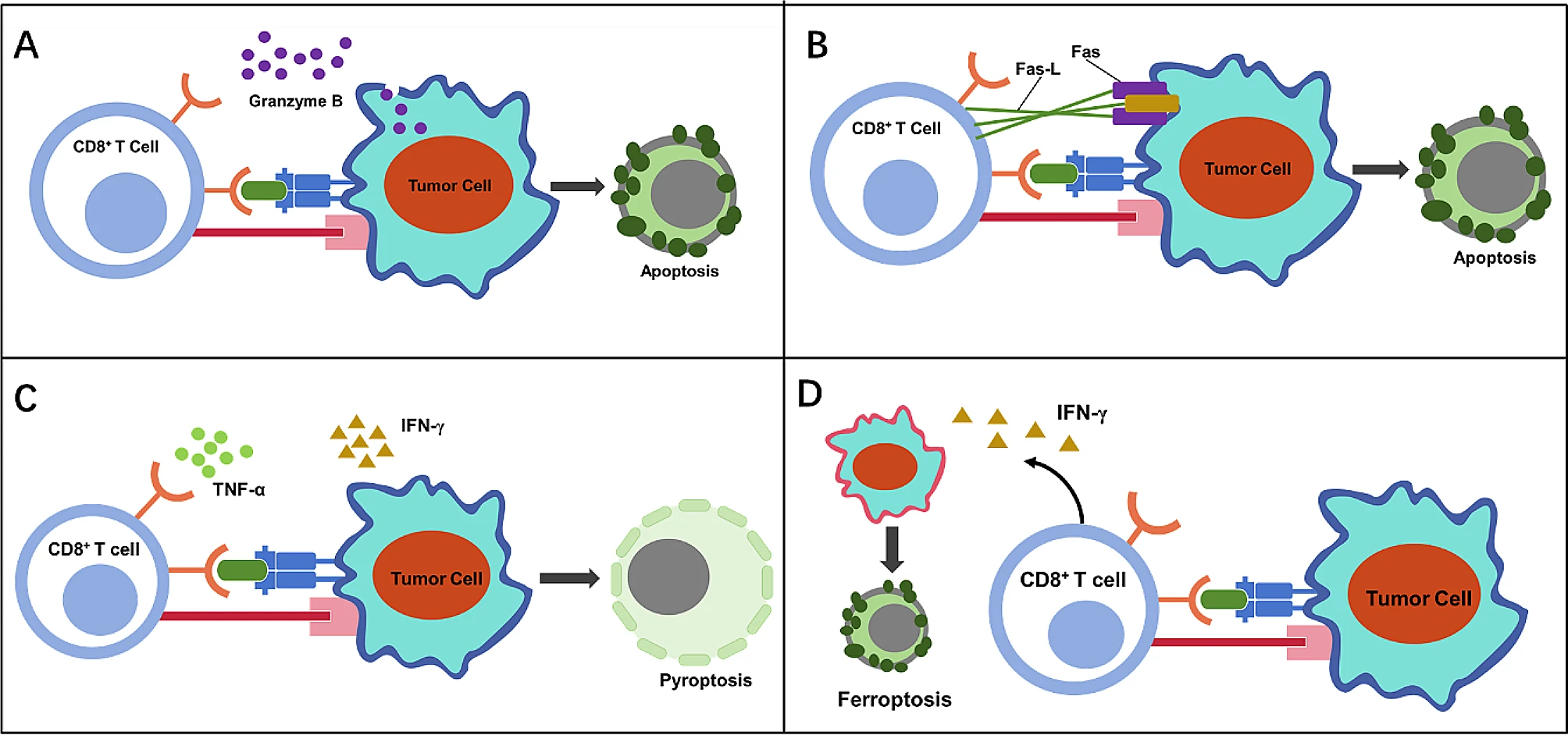The immunogenic cell death induced by activated CD8+ T cells.