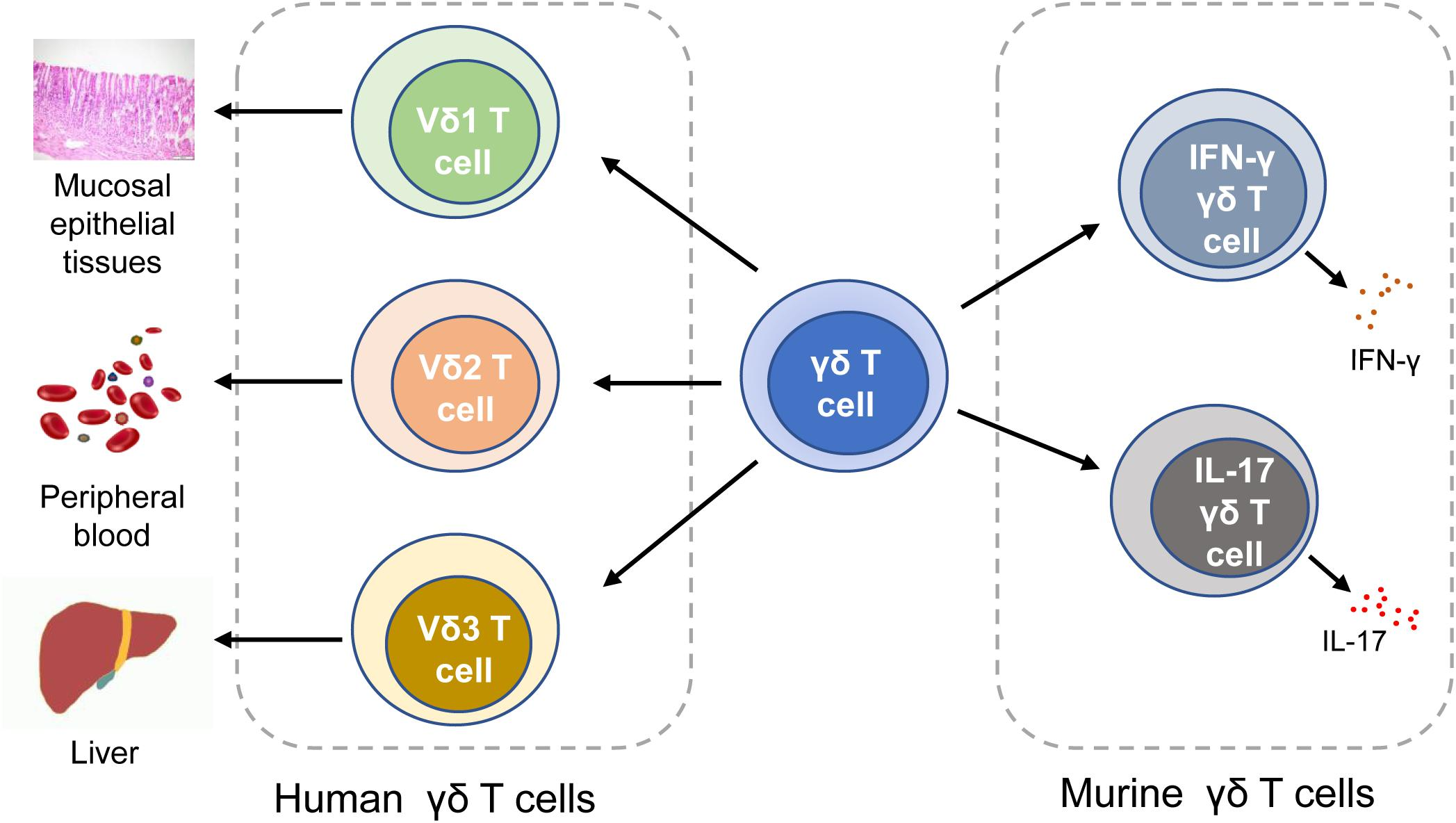 Classification of γδ T cells.