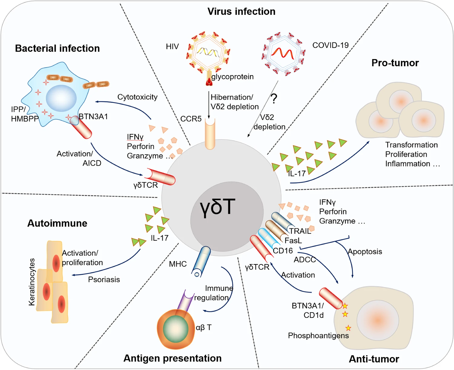 Brief sketch depicts the major roles of human γδ T cells in the immune regulation, pathogenesis and progression of diverse diseases.