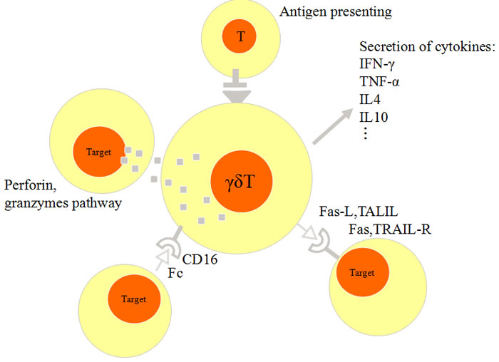 Schematic figure of anti-tumor activity of γδ T cells.