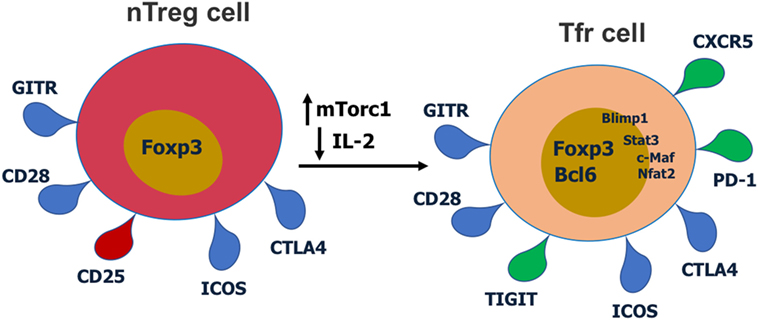 Cell surface receptors and transcription factors involved in T follicular regulatory (Tfr) cell differentiation and function.