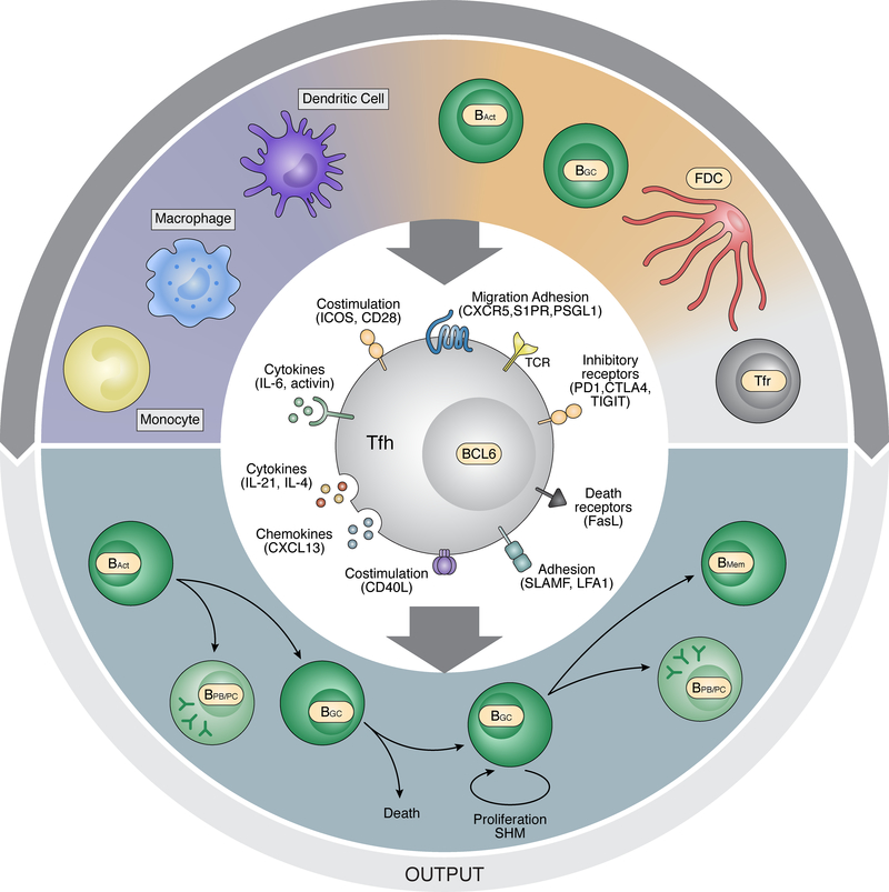 Signals to and from Tfh cells.