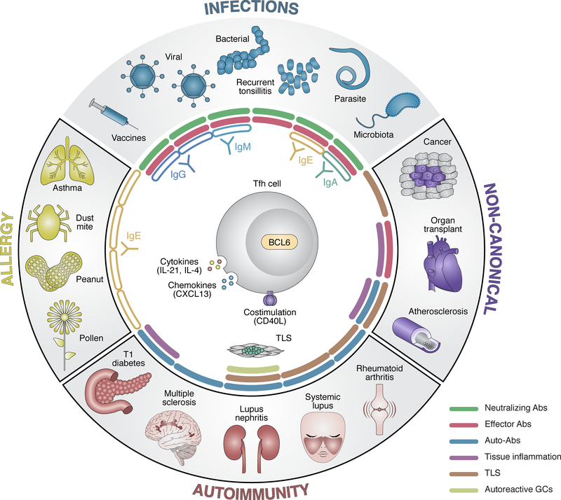 Relationships of Tfh cells to diseases.