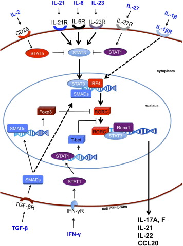 Mechanisms of Th17 cell induction.