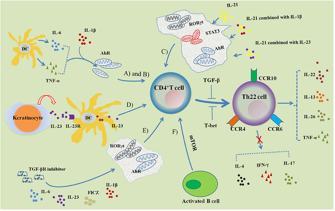 Regulation of Th22 cell differentiation.