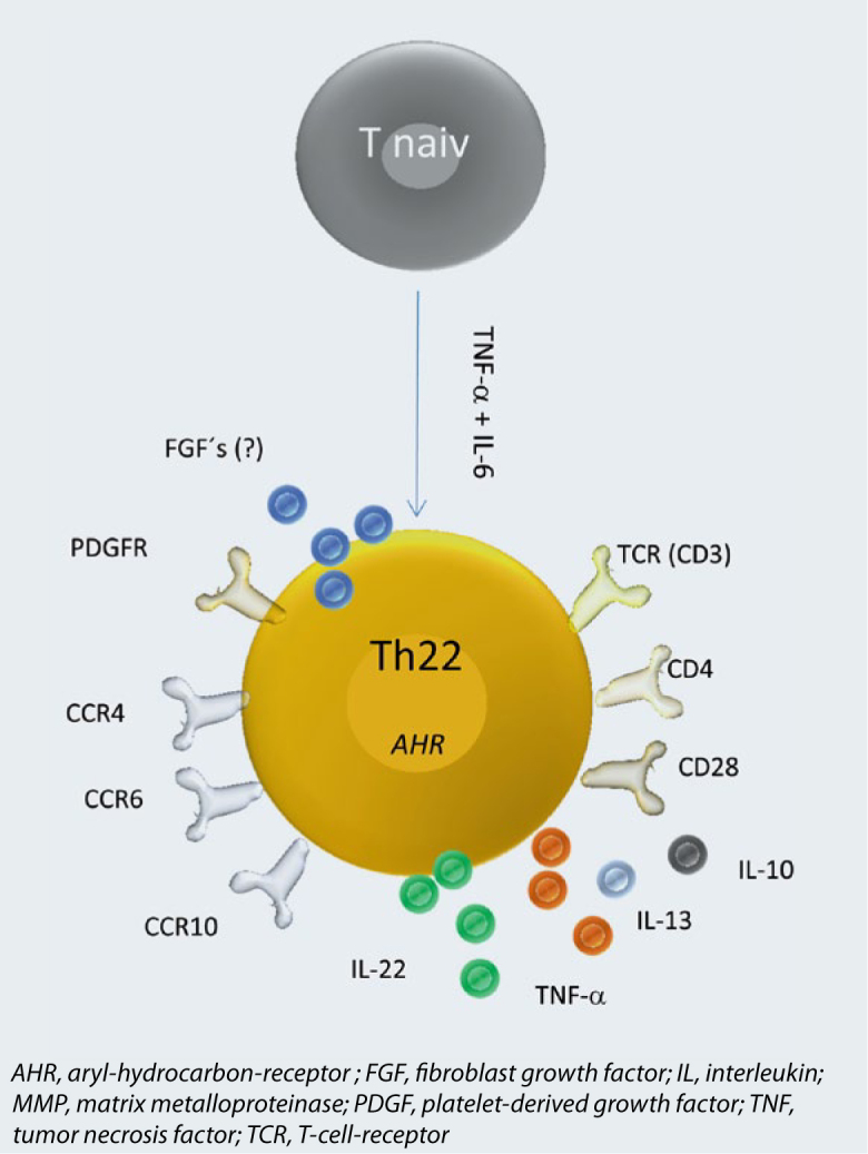 Phenotype of Th22 cells.