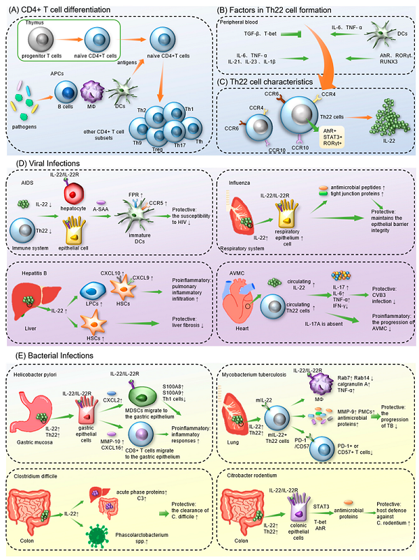 Formation of Th22 cells and IL-22 and the role of Th22/IL-22 in infectious diseases.