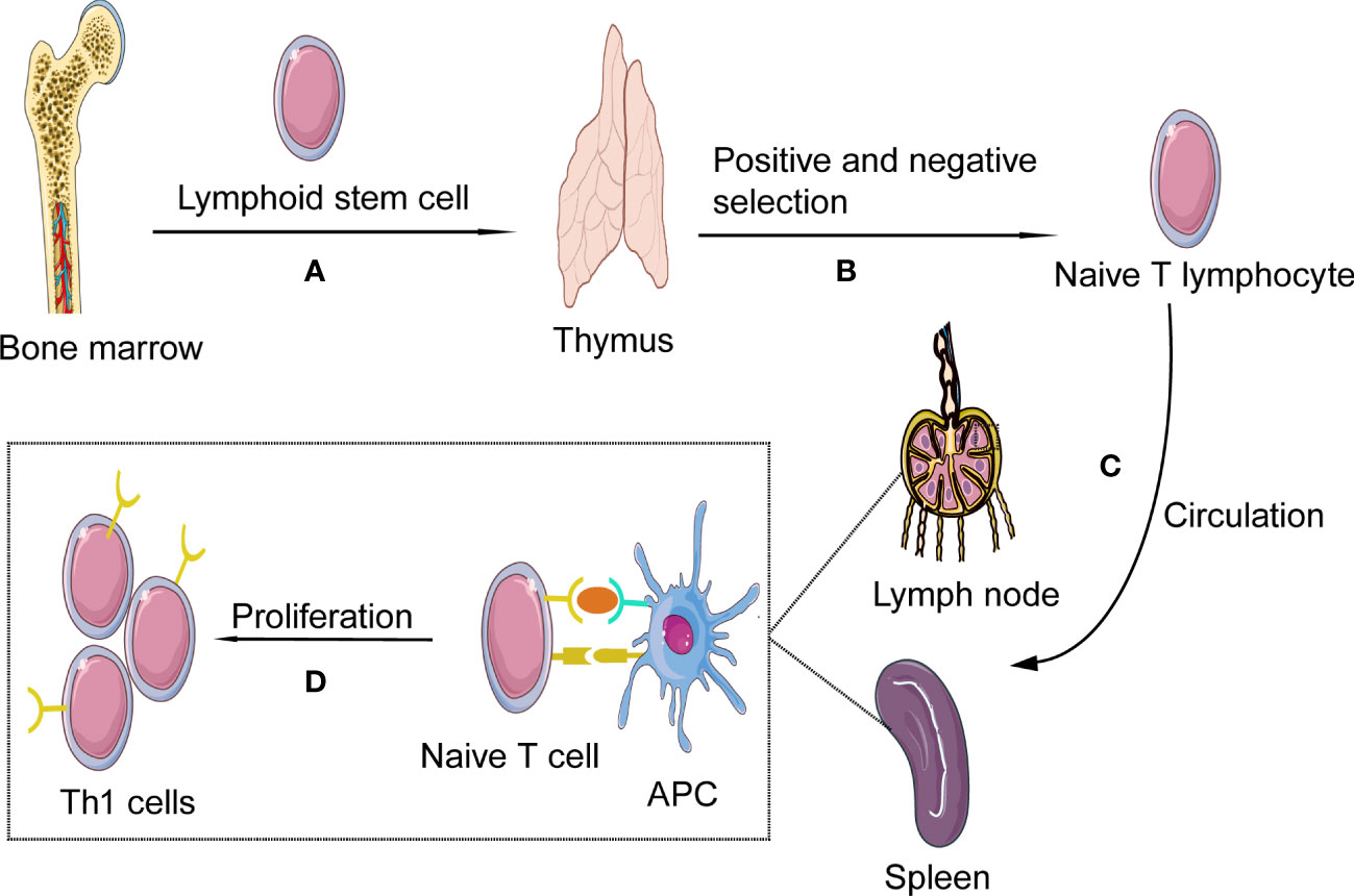 Th1 cells formation and activation.