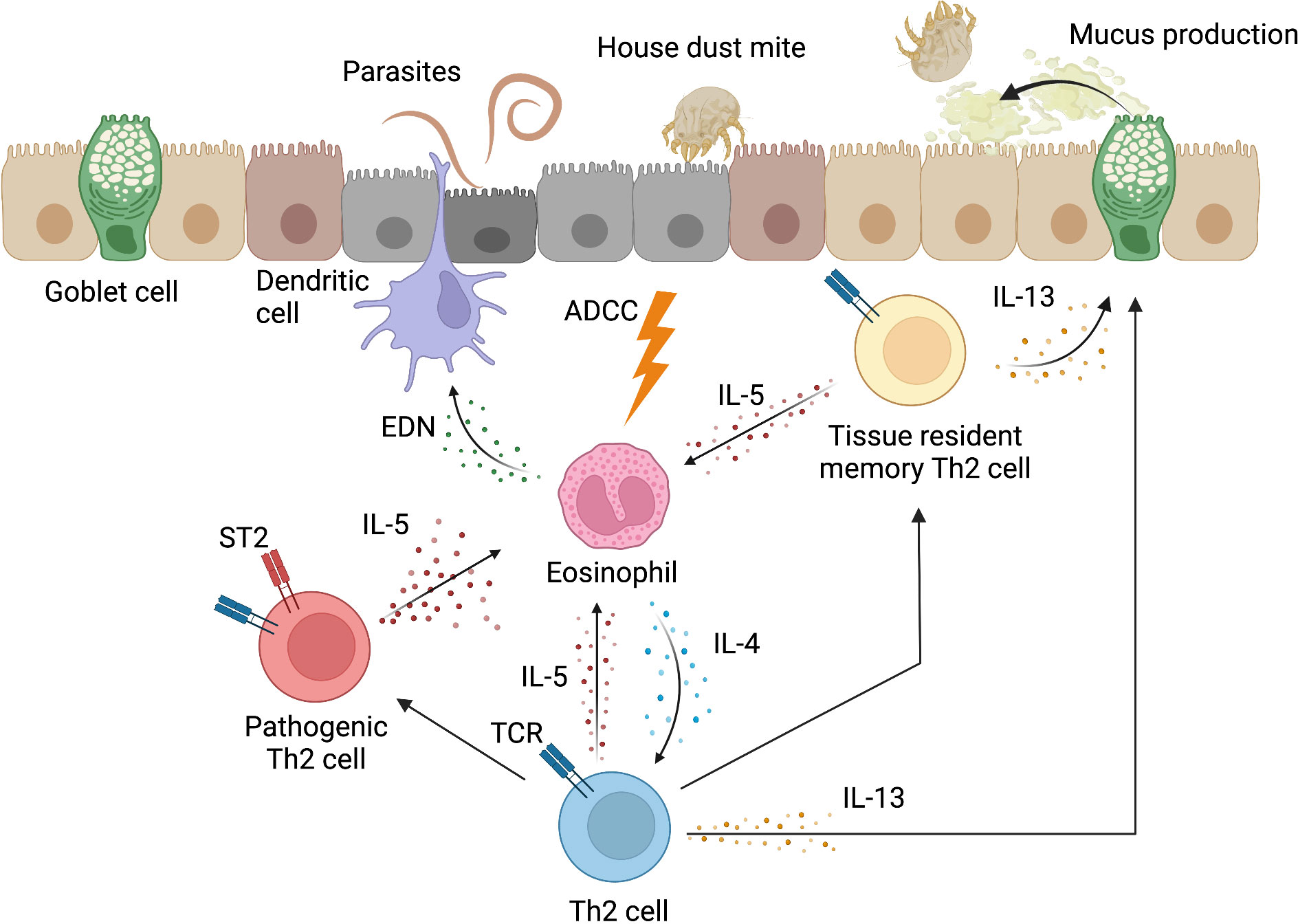 Inflammatory response induced by Th2 cells.