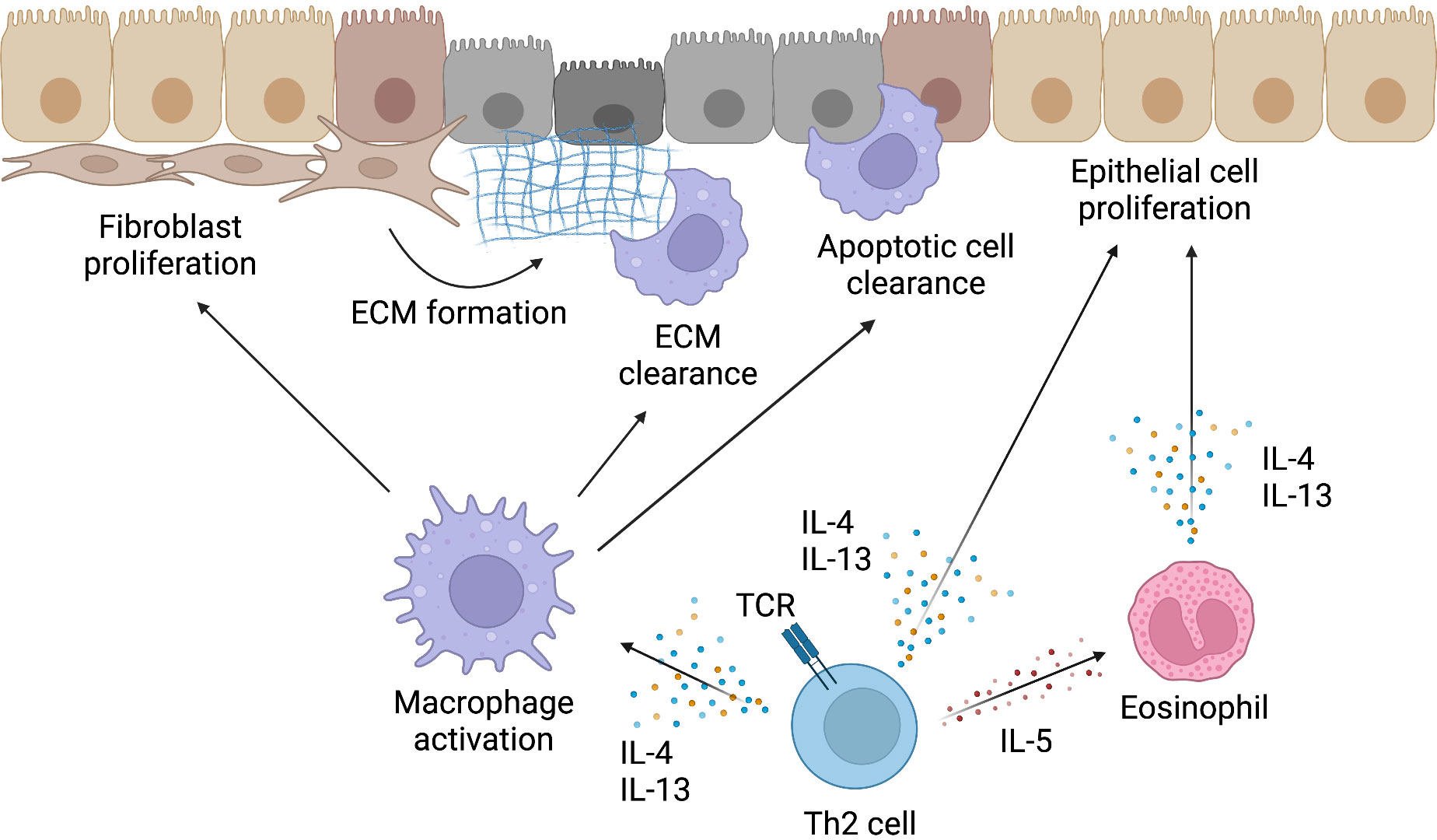Mechanism of tissue repair by Th2 cells.